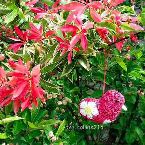 A red little bird by dee.collins214